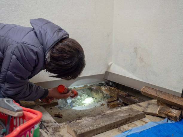 Reliable Lenoir, NC Mold Removal Solutions