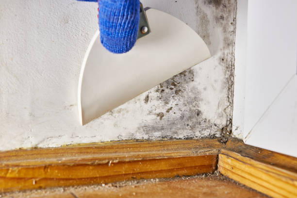 Best Mold Removal for HVAC Installations  in Lenoir, NC